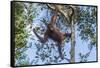 Indonesia, Borneo, Kalimantan. Female orangutan at Tanjung Puting National Park.-Jaynes Gallery-Framed Stretched Canvas