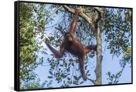 Indonesia, Borneo, Kalimantan. Female orangutan at Tanjung Puting National Park.-Jaynes Gallery-Framed Stretched Canvas