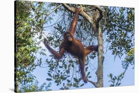 Indonesia, Borneo, Kalimantan. Female orangutan at Tanjung Puting National Park.-Jaynes Gallery-Stretched Canvas