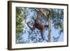 Indonesia, Borneo, Kalimantan. Female orangutan at Tanjung Puting National Park.-Jaynes Gallery-Framed Photographic Print