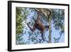 Indonesia, Borneo, Kalimantan. Female orangutan at Tanjung Puting National Park.-Jaynes Gallery-Framed Photographic Print