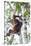 Indonesia, Borneo, Kalimantan. Female orangutan at Tanjung Puting National Park.-Jaynes Gallery-Stretched Canvas