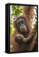 Indonesia, Borneo, Kalimantan. Female orangutan with baby at Tanjung Puting National Park.-Jaynes Gallery-Framed Stretched Canvas