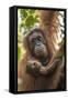 Indonesia, Borneo, Kalimantan. Female orangutan with baby at Tanjung Puting National Park.-Jaynes Gallery-Framed Stretched Canvas