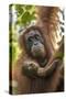 Indonesia, Borneo, Kalimantan. Female orangutan with baby at Tanjung Puting National Park.-Jaynes Gallery-Stretched Canvas