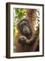 Indonesia, Borneo, Kalimantan. Female orangutan with baby at Tanjung Puting National Park.-Jaynes Gallery-Framed Photographic Print