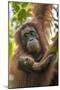 Indonesia, Borneo, Kalimantan. Female orangutan with baby at Tanjung Puting National Park.-Jaynes Gallery-Mounted Photographic Print