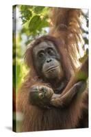 Indonesia, Borneo, Kalimantan. Female orangutan with baby at Tanjung Puting National Park.-Jaynes Gallery-Stretched Canvas