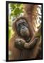 Indonesia, Borneo, Kalimantan. Female orangutan with baby at Tanjung Puting National Park.-Jaynes Gallery-Framed Photographic Print