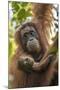 Indonesia, Borneo, Kalimantan. Female orangutan with baby at Tanjung Puting National Park.-Jaynes Gallery-Mounted Photographic Print