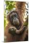 Indonesia, Borneo, Kalimantan. Female orangutan with baby at Tanjung Puting National Park.-Jaynes Gallery-Mounted Premium Photographic Print