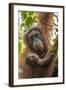 Indonesia, Borneo, Kalimantan. Female orangutan with baby at Tanjung Puting National Park.-Jaynes Gallery-Framed Photographic Print