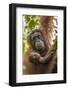 Indonesia, Borneo, Kalimantan. Female orangutan with baby at Tanjung Puting National Park.-Jaynes Gallery-Framed Photographic Print