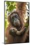 Indonesia, Borneo, Kalimantan. Female orangutan with baby at Tanjung Puting National Park.-Jaynes Gallery-Mounted Photographic Print