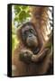 Indonesia, Borneo, Kalimantan. Female orangutan with baby at Tanjung Puting National Park.-Jaynes Gallery-Framed Stretched Canvas