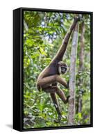 Indonesia, Central Kalimatan, Tanjung Puting National Park. a Bornean White-Bearded Gibbon.-Nigel Pavitt-Framed Stretched Canvas