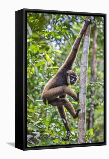 Indonesia, Central Kalimatan, Tanjung Puting National Park. a Bornean White-Bearded Gibbon.-Nigel Pavitt-Framed Stretched Canvas