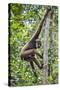 Indonesia, Central Kalimatan, Tanjung Puting National Park. a Bornean White-Bearded Gibbon.-Nigel Pavitt-Stretched Canvas