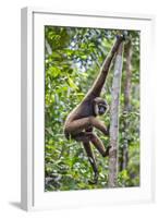 Indonesia, Central Kalimatan, Tanjung Puting National Park. a Bornean White-Bearded Gibbon.-Nigel Pavitt-Framed Photographic Print