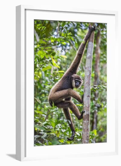 Indonesia, Central Kalimatan, Tanjung Puting National Park. a Bornean White-Bearded Gibbon.-Nigel Pavitt-Framed Photographic Print