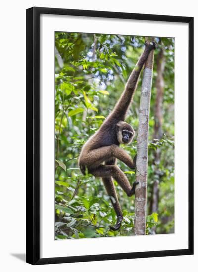 Indonesia, Central Kalimatan, Tanjung Puting National Park. a Bornean White-Bearded Gibbon.-Nigel Pavitt-Framed Photographic Print