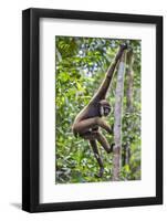 Indonesia, Central Kalimatan, Tanjung Puting National Park. a Bornean White-Bearded Gibbon.-Nigel Pavitt-Framed Photographic Print