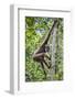 Indonesia, Central Kalimatan, Tanjung Puting National Park. a Bornean White-Bearded Gibbon.-Nigel Pavitt-Framed Photographic Print