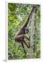 Indonesia, Central Kalimatan, Tanjung Puting National Park. a Bornean White-Bearded Gibbon.-Nigel Pavitt-Framed Premium Photographic Print