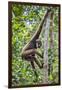 Indonesia, Central Kalimatan, Tanjung Puting National Park. a Bornean White-Bearded Gibbon.-Nigel Pavitt-Framed Premium Photographic Print