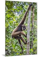 Indonesia, Central Kalimatan, Tanjung Puting National Park. a Bornean White-Bearded Gibbon.-Nigel Pavitt-Mounted Premium Photographic Print