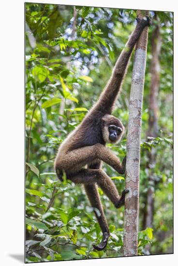 Indonesia, Central Kalimatan, Tanjung Puting National Park. a Bornean White-Bearded Gibbon.-Nigel Pavitt-Mounted Premium Photographic Print