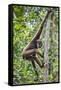 Indonesia, Central Kalimatan, Tanjung Puting National Park. a Bornean White-Bearded Gibbon.-Nigel Pavitt-Framed Stretched Canvas