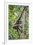 Indonesia, Central Kalimatan, Tanjung Puting National Park. a Bornean White-Bearded Gibbon.-Nigel Pavitt-Framed Photographic Print