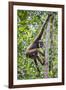 Indonesia, Central Kalimatan, Tanjung Puting National Park. a Bornean White-Bearded Gibbon.-Nigel Pavitt-Framed Photographic Print