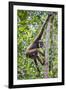 Indonesia, Central Kalimatan, Tanjung Puting National Park. a Bornean White-Bearded Gibbon.-Nigel Pavitt-Framed Photographic Print