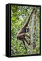 Indonesia, Central Kalimatan, Tanjung Puting National Park. a Bornean White-Bearded Gibbon.-Nigel Pavitt-Framed Stretched Canvas