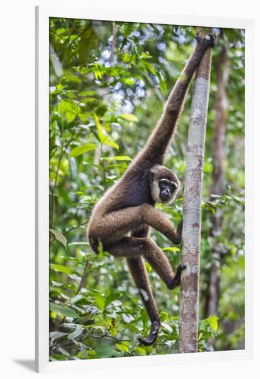 Indonesia, Central Kalimatan, Tanjung Puting National Park. a Bornean White-Bearded Gibbon.-Nigel Pavitt-Framed Photographic Print