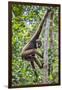 Indonesia, Central Kalimatan, Tanjung Puting National Park. a Bornean White-Bearded Gibbon.-Nigel Pavitt-Framed Photographic Print