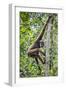 Indonesia, Central Kalimatan, Tanjung Puting National Park. a Bornean White-Bearded Gibbon.-Nigel Pavitt-Framed Photographic Print