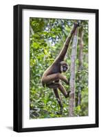 Indonesia, Central Kalimatan, Tanjung Puting National Park. a Bornean White-Bearded Gibbon.-Nigel Pavitt-Framed Premium Photographic Print