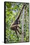 Indonesia, Central Kalimatan, Tanjung Puting National Park. a Bornean White-Bearded Gibbon.-Nigel Pavitt-Framed Stretched Canvas