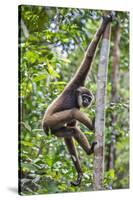 Indonesia, Central Kalimatan, Tanjung Puting National Park. a Bornean White-Bearded Gibbon.-Nigel Pavitt-Stretched Canvas