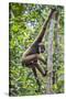 Indonesia, Central Kalimatan, Tanjung Puting National Park. a Bornean White-Bearded Gibbon.-Nigel Pavitt-Stretched Canvas