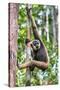 Indonesia, Central Kalimatan, Tanjung Puting National Park. a Bornean White-Bearded Gibbon.-Nigel Pavitt-Stretched Canvas