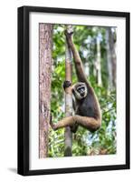 Indonesia, Central Kalimatan, Tanjung Puting National Park. a Bornean White-Bearded Gibbon.-Nigel Pavitt-Framed Photographic Print