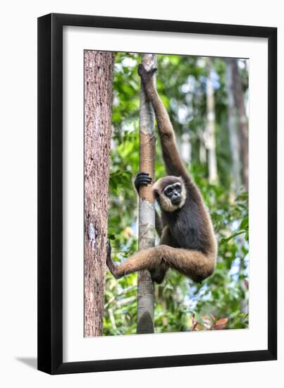 Indonesia, Central Kalimatan, Tanjung Puting National Park. a Bornean White-Bearded Gibbon.-Nigel Pavitt-Framed Photographic Print