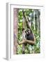 Indonesia, Central Kalimatan, Tanjung Puting National Park. a Bornean White-Bearded Gibbon.-Nigel Pavitt-Framed Photographic Print