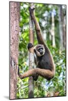 Indonesia, Central Kalimatan, Tanjung Puting National Park. a Bornean White-Bearded Gibbon.-Nigel Pavitt-Mounted Photographic Print