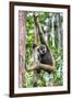 Indonesia, Central Kalimatan, Tanjung Puting National Park. a Bornean White-Bearded Gibbon.-Nigel Pavitt-Framed Photographic Print