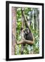 Indonesia, Central Kalimatan, Tanjung Puting National Park. a Bornean White-Bearded Gibbon.-Nigel Pavitt-Framed Photographic Print